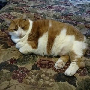 Meet your Posher, Joe